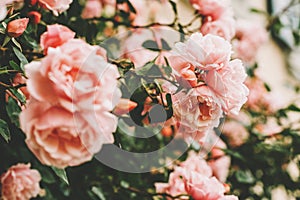Beautiful tender blossoming pink roses