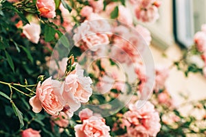 Beautiful tender blossoming pink roses