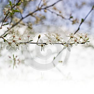 Beautiful tender cheery tree flowers border, blooming nature, first blossom, sunny day, natural border, spring time concept