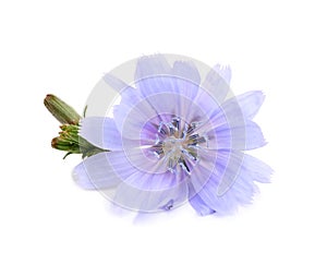 Beautiful tender chicory flower isolated on white