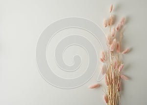 Beautiful tender dried flowers on light background