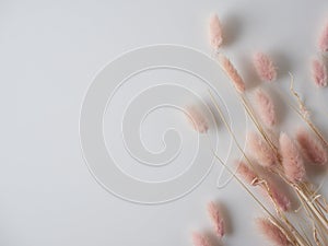 Beautiful tender dried flowers on light background