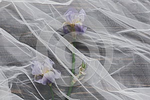 Beautiful tender iris flower under tulle fabric on dark wooden background, top view, copy space