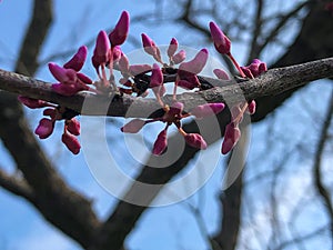 Beautiful tender pink buds on branches of a tree at springtime