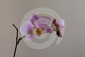 Beautiful tender pink orchid branch