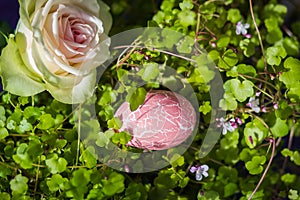 Beautiful tender rose with pink Easter egg in sunlight.