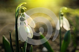 Beautiful tender snowdrops outdoors on sunny day, closeup. First spring flowers