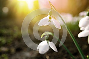 Beautiful tender snowdrops outdoors on sunny day, closeup. First spring flowers