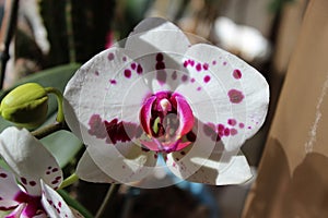 Beautiful tender spotty white orchid flowers with bud