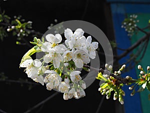 Beautiful tender tree blossom in sunlight, floral background, spring blooming flowers. Cherry blossoms in the Prague city garden