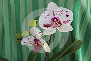 Beautiful tender two spotty white orchid flowers with four green buds