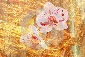 Beautiful tender two spotty white orchid flowers inside gold amber