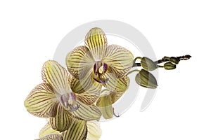 Beautiful tender yellow orchid branch isolated on white background. Flower banner close up