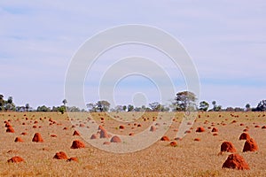 Beautiful termite mounds on dry grassy agricultural field, Bonito, Mato Grosso, Pantanal, Brazil