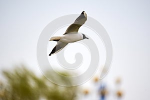 The beautiful tern is flying on the trees