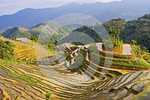 Beautiful terraced rice field in Hoang Su Phi in Vietnam photo