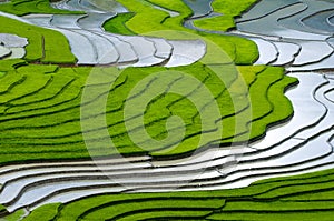 Beautiful terraced rice field in Mu Cang Chai, Vietnam