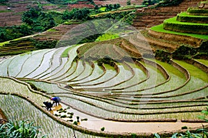 Beautiful terraced rice field in Mu Cang Chai, Vietnam