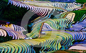 Beautiful terraced rice field in Mu Cang Chai, Vietnam photo