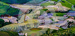 Beautiful terraced rice field in Mu Cang Chai, Vietnam photo