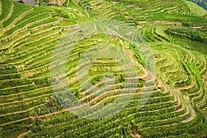 Beautiful Terraced rice fields Dragon`s Backbone in Longsheng near town of Guilin, Guangxi, China.