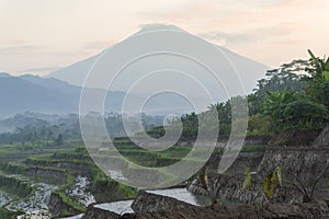 Beautiful terraced rice fields in the Kajoran Village with Mountain