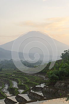 Beautiful terraced rice fields in the Kajoran Village with Mountain