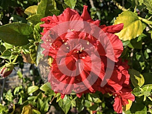 Terry Red Hibiscus Flower closeup lat.- Hibiscus