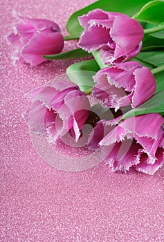 Beautiful terry tulips on pink sparkling background