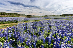 Beautiful Texas bluebonnet field at Muleshoe Bend Recreation Are