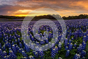 Beautiful Texas bluebonnet field in at Muleshoe Bend Recreation