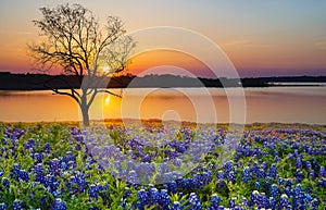 Beautiful Texas spring sunset over a lake photo