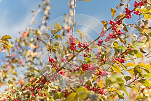 Beautiful Texas Winterberry Ilex Decidua red fruits on tree branches on sunny fall day photo