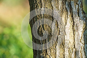 Beautiful texture of brown gray tree bark of Elaeagnus umbellata or Japanese silverberry, known as umbellata oleaster.