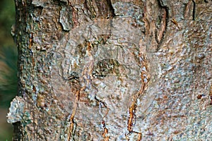 Beautiful texture of brown gray tree bark of white pine Pinus strobus. Close-up of interesting bark of young tree growing