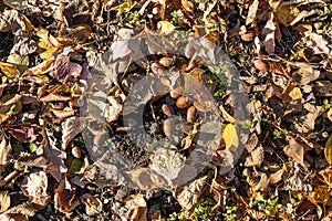 Beautiful texture of dry brown and yellow autumn oak leaves and acorns is in the park