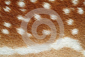Beautiful texture of fallow deer pelt photo