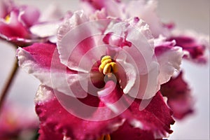 The beautiful texture of the flowers of Saintpaulia Ionantha