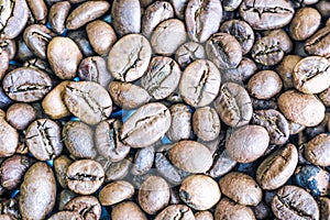 Beautiful texture of freshly roasted selected delicious rich brown natural fragrant coffee tree grains, Arabica coffee beans