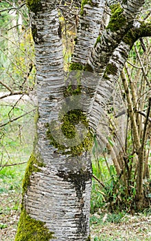 Beautiful texture of gray tree bark. Close-up of interesting bark of tree growing in  Arboretum Park Southern Cultures