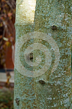 Beautiful texture of green - gray tree bark of Magnolia kobus