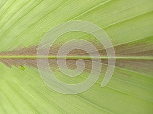 Beautiful texture of green leaves with reddish brown stripes