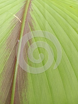 Beautiful texture of green leaves with reddish brown stripes