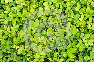 Beautiful texture green plant Peanut or Arachis hypogaea with small leaves is in the photo