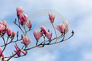 Beautiful texture of magnolio flowers over blue sky photo