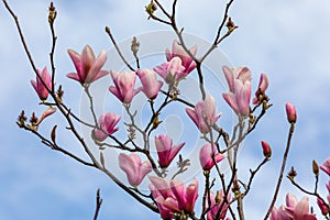Beautiful texture of magnolio flowers. photo