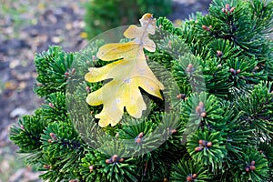 Beautiful texture pine and spruce branches - background, close up