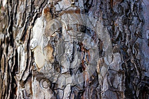 Beautiful texture pine and spruce wood bark - background, closeup