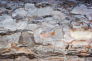 Beautiful texture pine and spruce wood bark - background, closeup