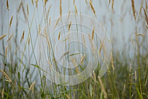 beautiful texture of summer grass